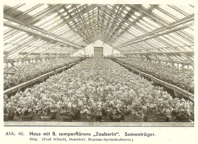 B. ‘Zauberin’